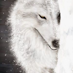 Meet your Posher, Shawn